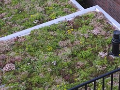 Sedum Plus Rooster