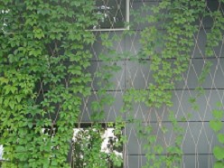 Carl Stahl RVS systemen voor groene gevels
