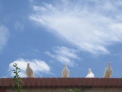 Courtine aan de snelweg; fort Altena