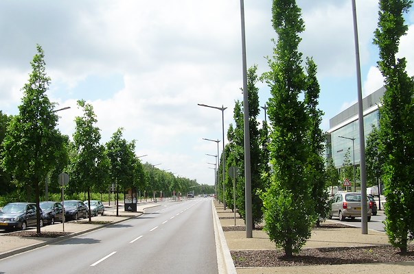 Hysterisch Correspondent Reorganiseren Van den Berk Boomkwekerijen | Bomen voor smalle straten - architectenweb.nl